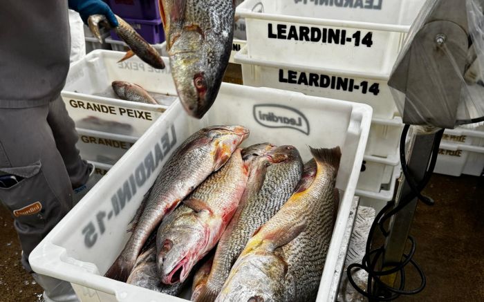 Compras públicas de corvina, pargo e tilápia terão procedimento simplificado (Foto: Divulgação/Sindipi)