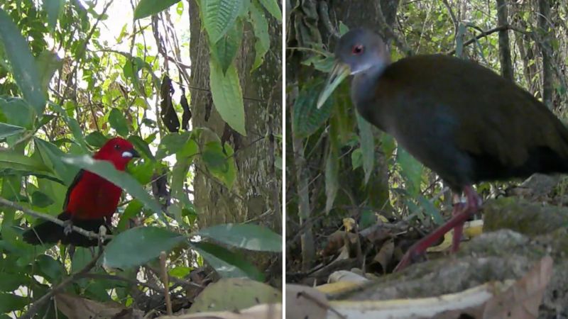 Tiê sangue e Saracura do mato 