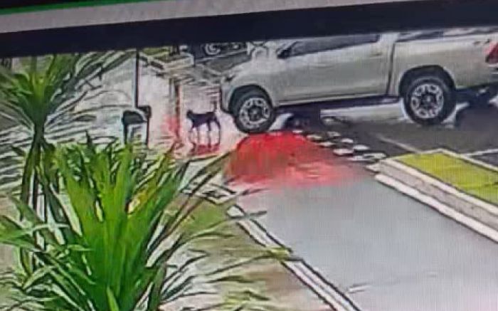 Cão morreu atropelado no meio da rua (Foto: Reprodução)