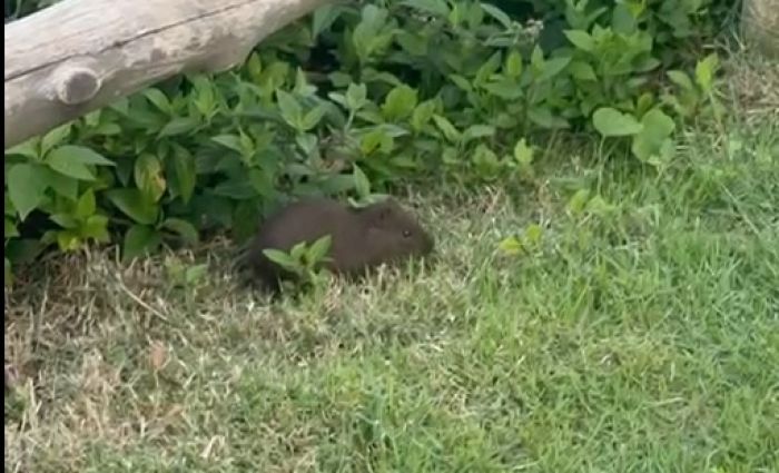 Espécie não é “invasora” e costuma viver em áreas de restinga (Foto: Reprodução)