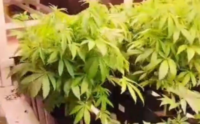 Apreensão foi na manhã desta quarta-feira (Foto: Divulgação/PMSC)