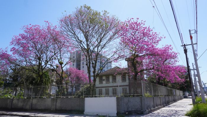 Rodeado de ipês roxos, jardim do herbário tem cenário encantador (Foto: João Batista)