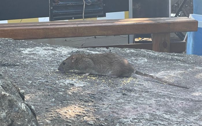 Ratão não se incomodou com presença de pessoas por perto (Foto: João Batista)