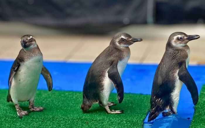 Cuidados seguirão até que pinguins possam ser devolvidos ao mar (Foto: PMP-BS/Univali)