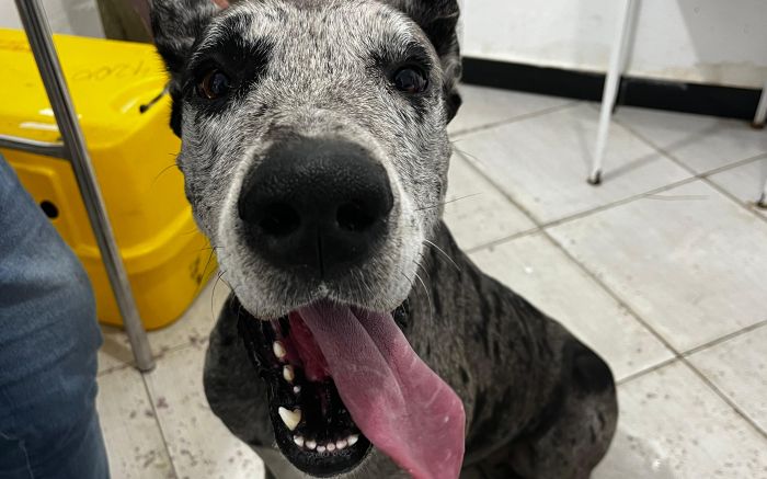 Saiba quem pode ser lar temporário para a cadela Shine (Foto: Divulgação)