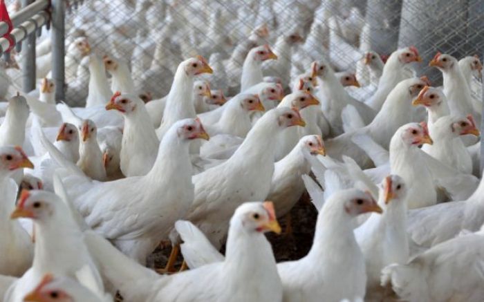 Regras europeias entram em vigor nesta terça (Foto: Divulgação/SAR)