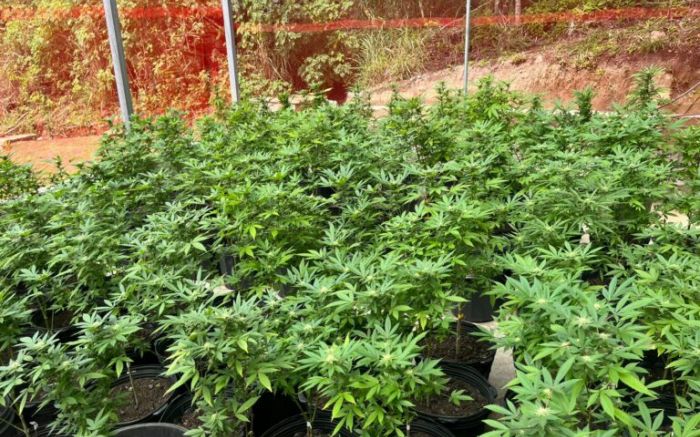 Polícia prendeu funcionários da entidade, destruiu plantação e recolheu 500 frascos de óleo medicinal (Foto: Divulgação/PCSC)