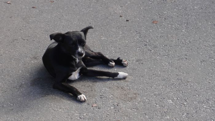 Serviço será itinerante, com campanhas nos bairros (Foto: João Batista)