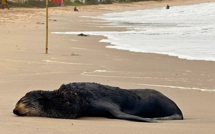Espécie vinda do sul costuma aparecer nesta época no litoral brasileiro (Foto: Divulgação/Univali-Penha)