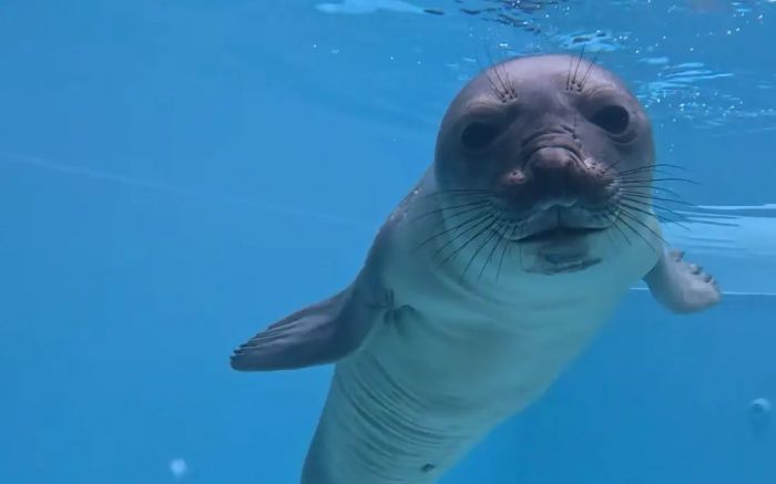 Animais reabilitados agora são rastreados via satélite após soltura (Foto: PMP-BS/Gremar)