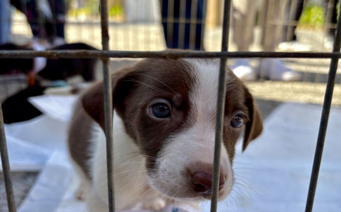Todos são vacinados, microchipados e castrados (Foto: Divulgação/PMI/Rachel Prates)