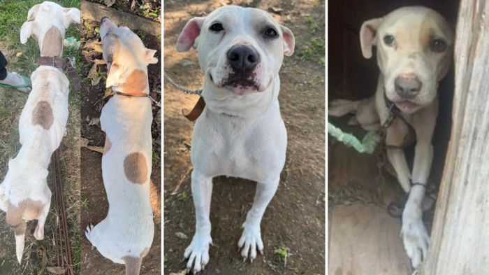 Promotoria diz que caso passou dos limites da negligência (Foto: Divulgação)