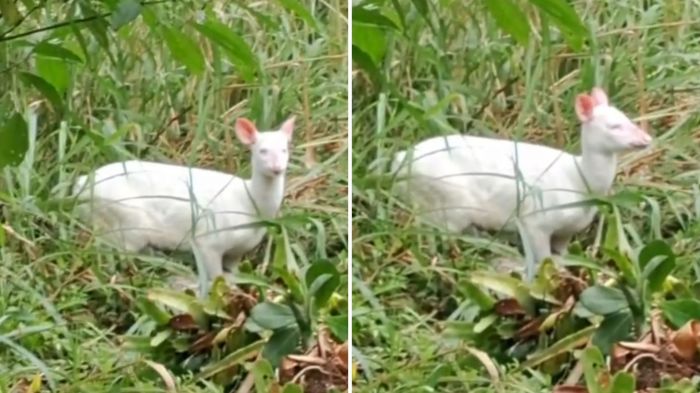 ICMBio monitora o animal e pede atenção nas estradas à noite (Foto: Helena Lehm / Divulgação PARNA Serra do Itajaí)