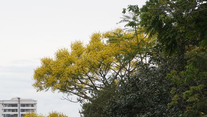 Período de florescimento se estende até meados de dezembro (Foto: João Batista)
