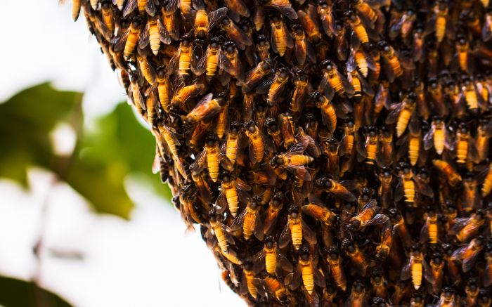 Recomendação é que moradores deixem a casa fechada, com luzes apagadas e evitem estacionar o carro perto da árvore (Foto: Ilustrativa/Envato)