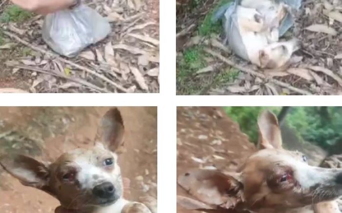 Casos vão de bicho morto de 
fome a filhote espancado 
(foto: Divulgação/MPSC)