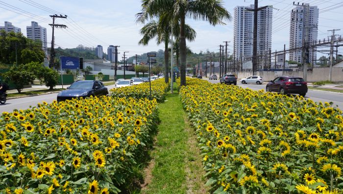 Flores foram plantadas em  ruas e avenidas da cidade (João Batista)