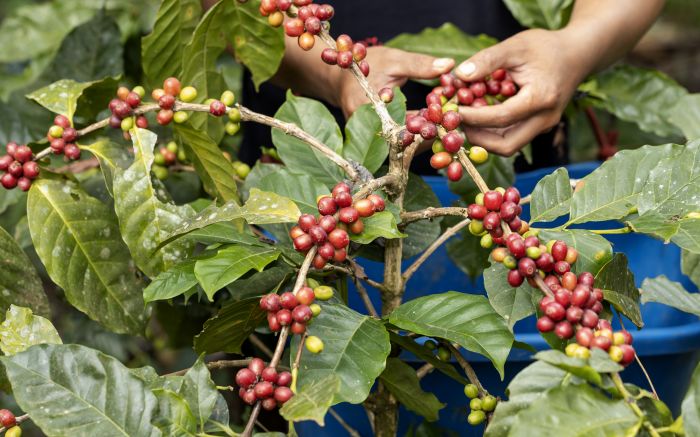 É preciso apresentar um documento com foto e um comprovante de residência pra levar a muda (Foto: Ilustrativa/Envato)
