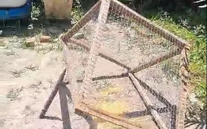 Arapuca seria responsável por “sumiço” de pombos (Foto: Reprodução)