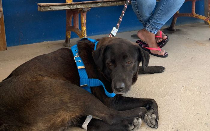 Cadastro é feito na sede do legislativo para auxiliar no deslocamento da população (Foto: Divulgação)