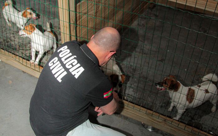 Operação conjunta interditou o espaço ilegal onde estavam os cães (Foto: Divulgação)
