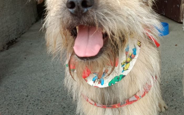 Legenda: Grupo cuida de cães idosos e com necessidades especiais (Foto: Divulgação) Legenda: Grupo cuida de cães idosos e com necessidades especiais (Foto: Divulgação)