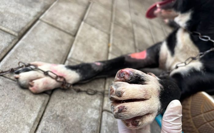 Ocorrências foram registradas em Blumenau e Joinville (Fotos e vídeos: Divulgação/PCSC)