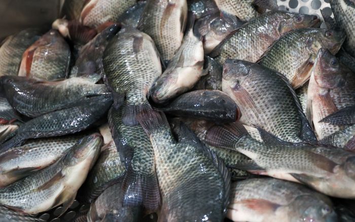 Medida preventiva foi tomada após alertas técnicos da Epagri e da UFSC (Foto: Arquivo Secom)