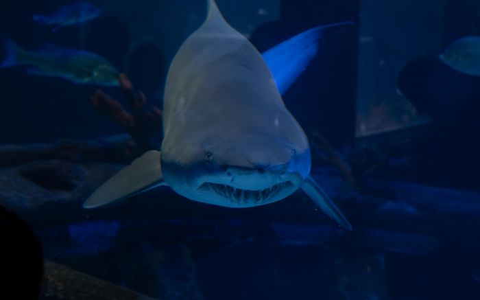 Programação especial começa neste sábado (Foto: Divulgação)