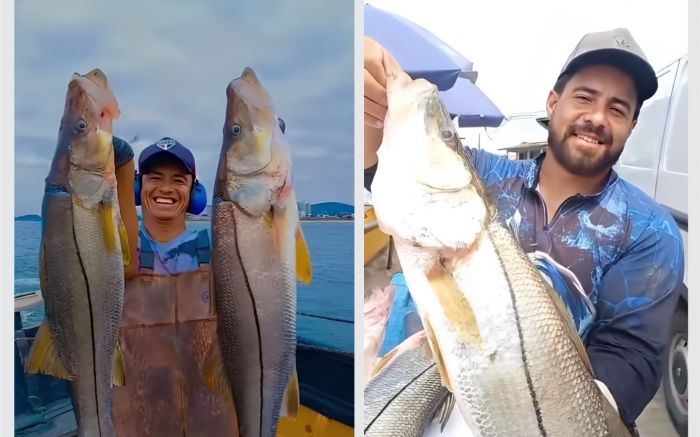 Peixões serão comprados por restaurante tradicional (Fotos e vídeo: Divulgação)