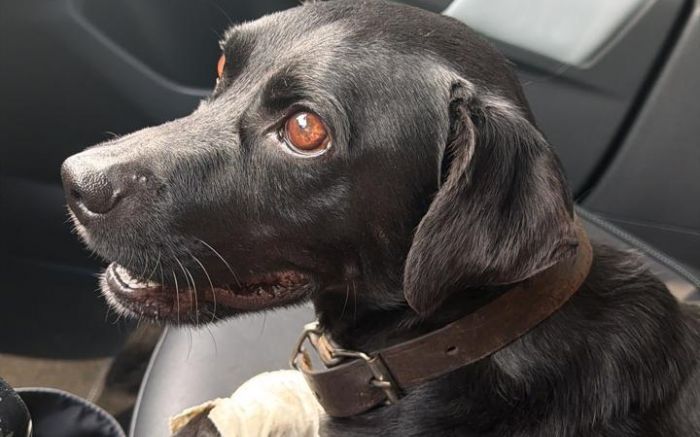 Chupin foi adotado após atendimento na Uapa (Foto: Leitor)