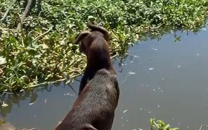 Operação "Mangue Limpo" contou com apoio de barco pra checar denúncia de ocupação irregular (Foto: Divulgação/PMBC)