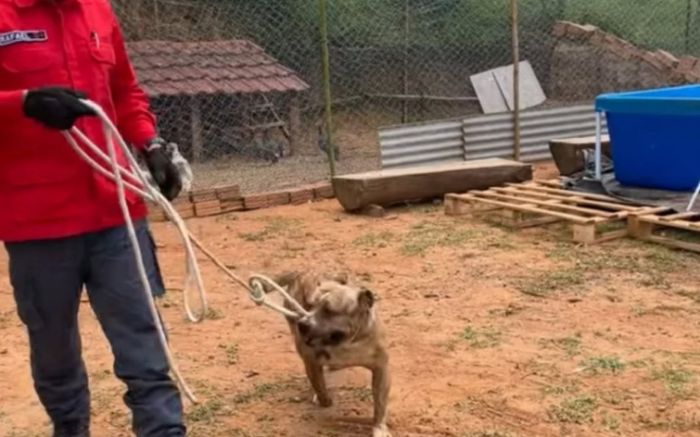 Dúvida persiste: quem abandonou ou deixou fugir os três “Aumigos” da raça American Bully? (Fotos Bombeiros Voluntários / Divulgação)