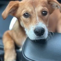 Cãozinho Bless sobreviveu ao abandono nas ruas de Itajaí e agora luta para voltar a andar