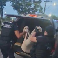 Selvageria: menores arremessam cão em rio e do alto de prédio