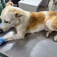 Cão Raposa, que sobreviveu a ataque de bando, é resgatado da casa do dono