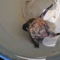 Porco-espinho aparece em casa do Espinheiros