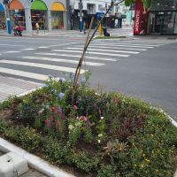 Comerciante lamenta retirada de flores de canteiro público