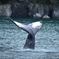 MSC Poesia leva especialista em baleias no trajeto ao Alasca