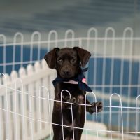 Sábado é dia de encontrar um novo melhor “AUmigo” no Balneário Shopping