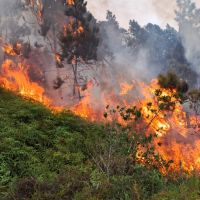 Incêndio atinge área de mata perto de distribuidora de combustível
