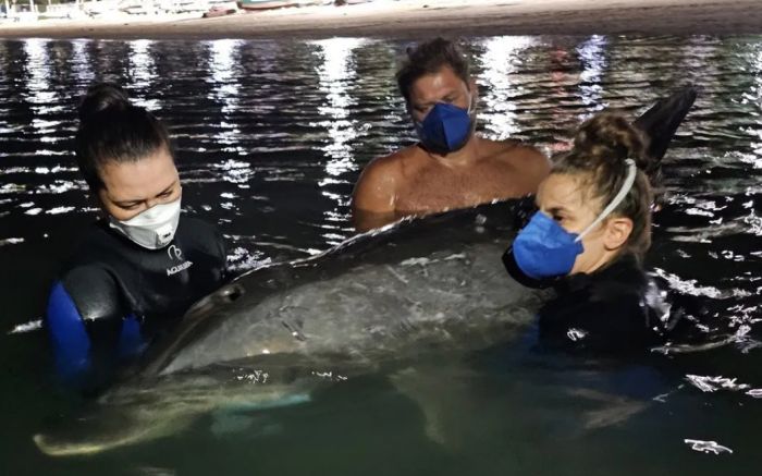 Animal do sexo feminino tinha idade avançada (Foto: Divulgação e leitor)