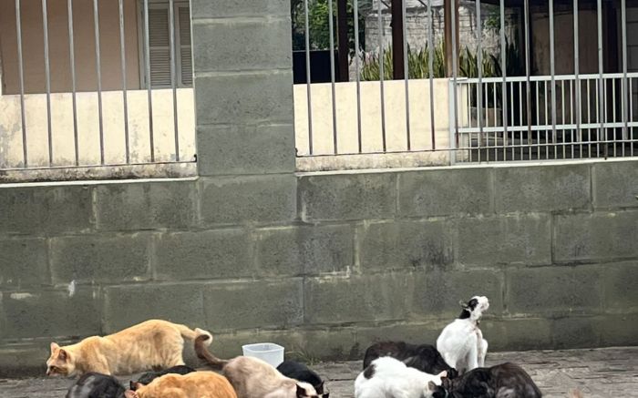 Gatos vivem na rua Domingos José Cabral após demolição de casa em Itajaí (Foto: Leitor)