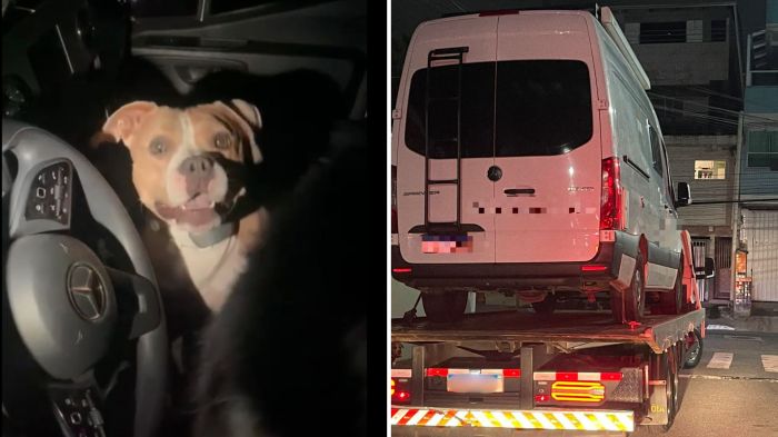 Guarda Ambiental foi acionada (Foto: BC Trânsito)