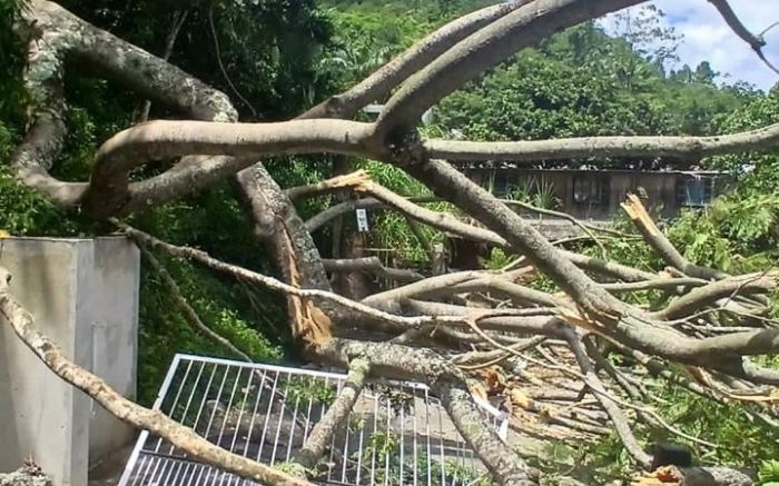 Garapuvu atingiu a cozinha da casa (Foto: Leitor)
