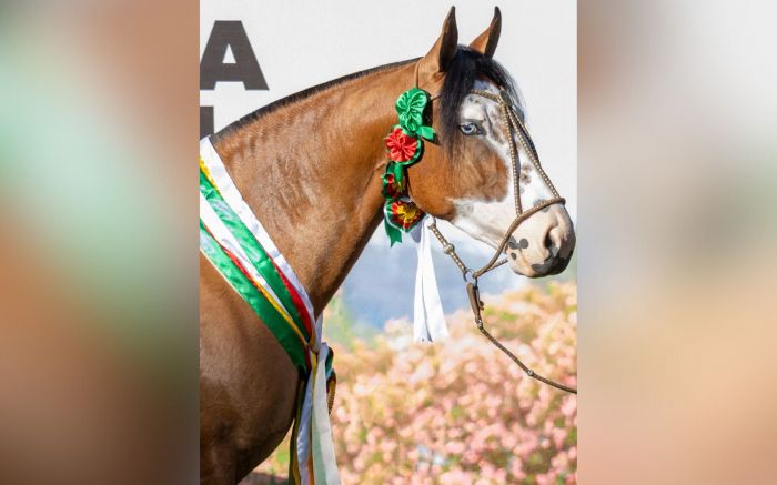 Competição reúne criadores de todo o país e valoriza genética e padrão racial dos cavalos Crioulos