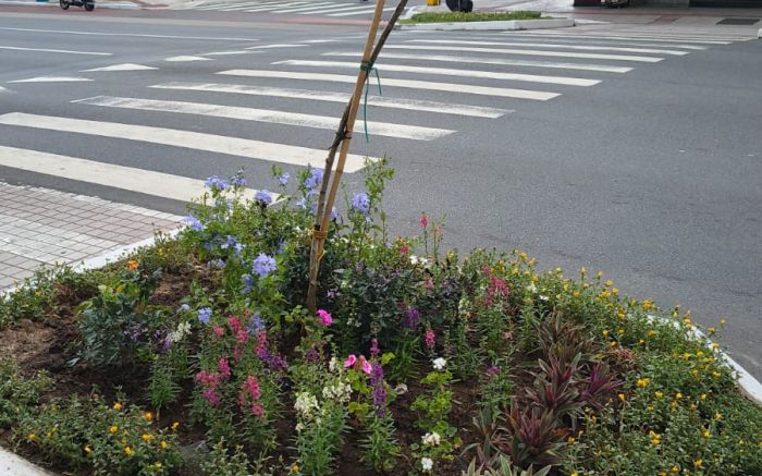 Canteiro teve flores e plantas retiradas, ficando somente na grama (Foto: Leitor)