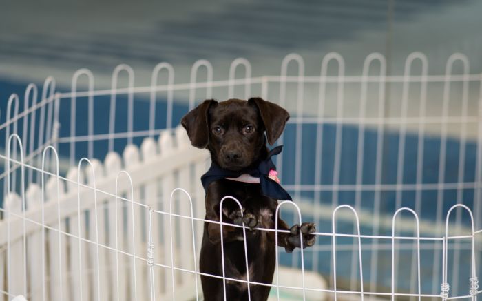 Animais resgatados estarão disponíveis para adoção no estacionamento do shopping (Foto: Divulgação)