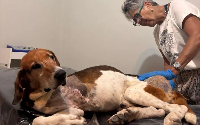 Legenda: José foi abandonado com uma das patas esmagada e cheio de bernes e carrapatos / Vídeo e Fotos / Divulgação.