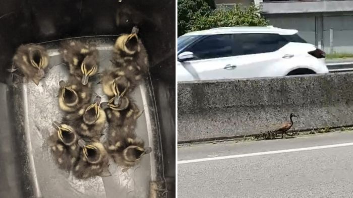 Família de irerês foi levada para avaliação veterinária após susto (Foto: PRF/Divulgação)